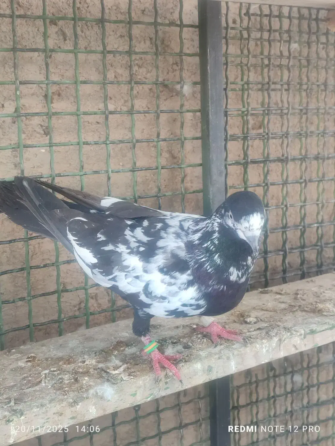 کفتر پرش سنگین دو رقمی|پرنده|ایرانشهر, |دیوار