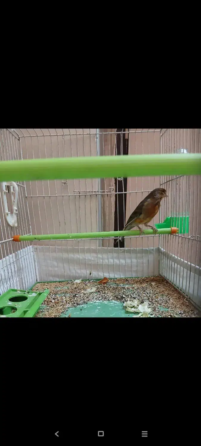 قناری و مرغ عشق|پرنده|اردبیل, |دیوار