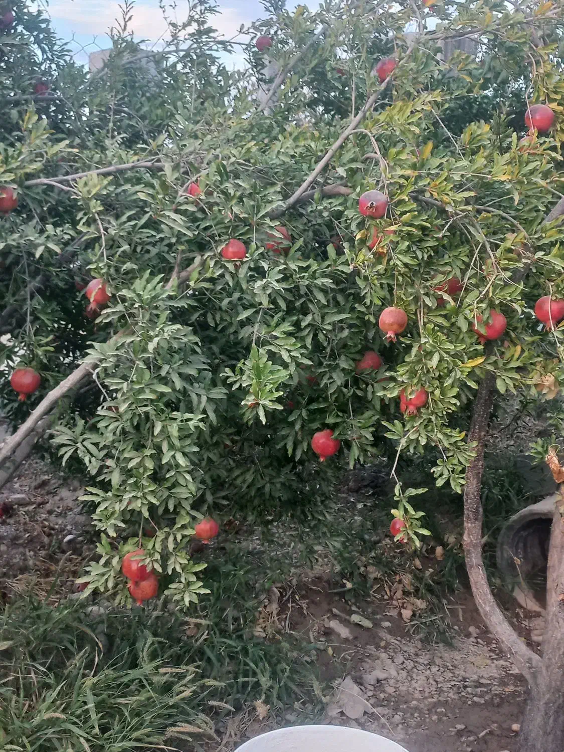 فروش   باغچه  ۵۴۰متر با ۲۲ دقیقه  آب موتور اولسجرد|فروش زمین و ملک کلنگی|ساوه, |دیوار