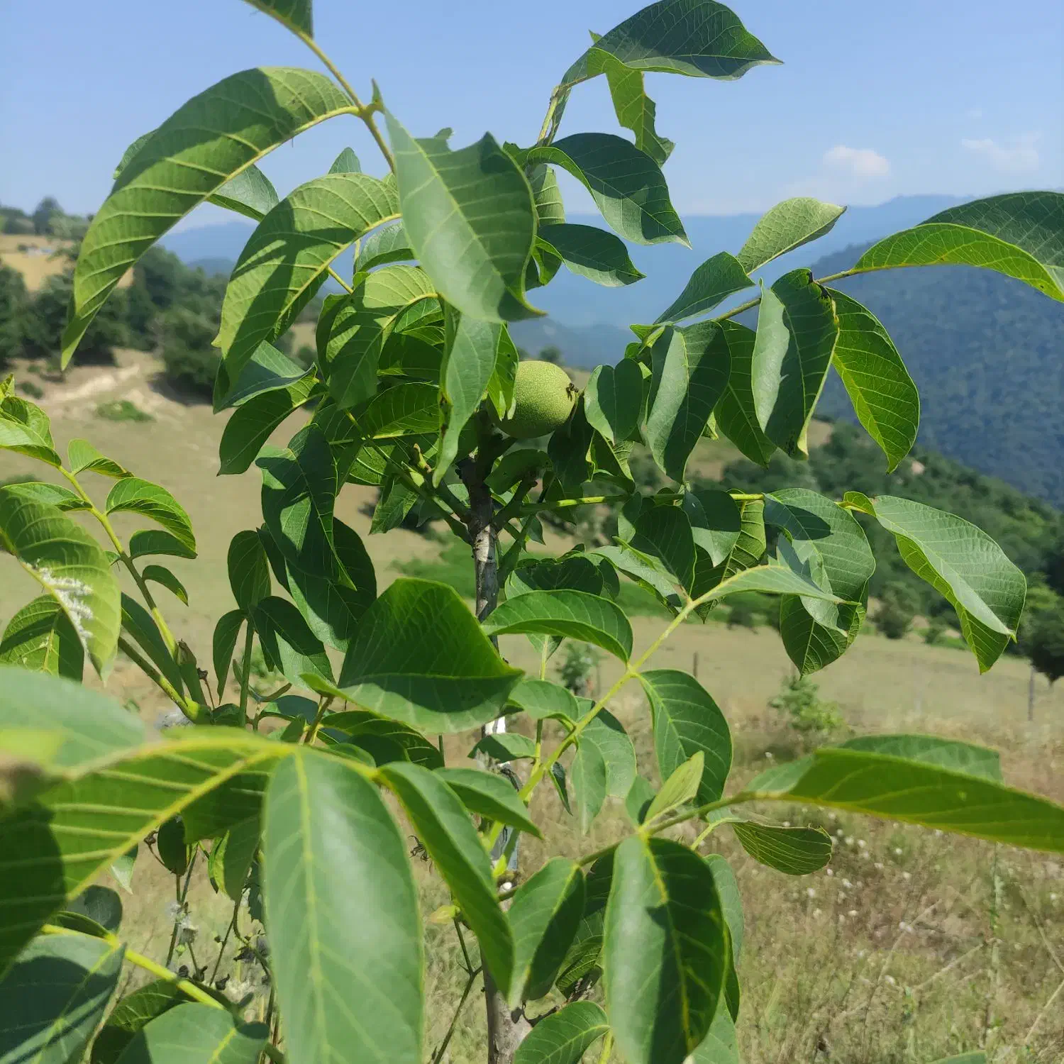 فروش باغ گردو 10500متر|فروش دفتر صنعتی، کشاورزی، تجاری|پل سفید, |دیوار