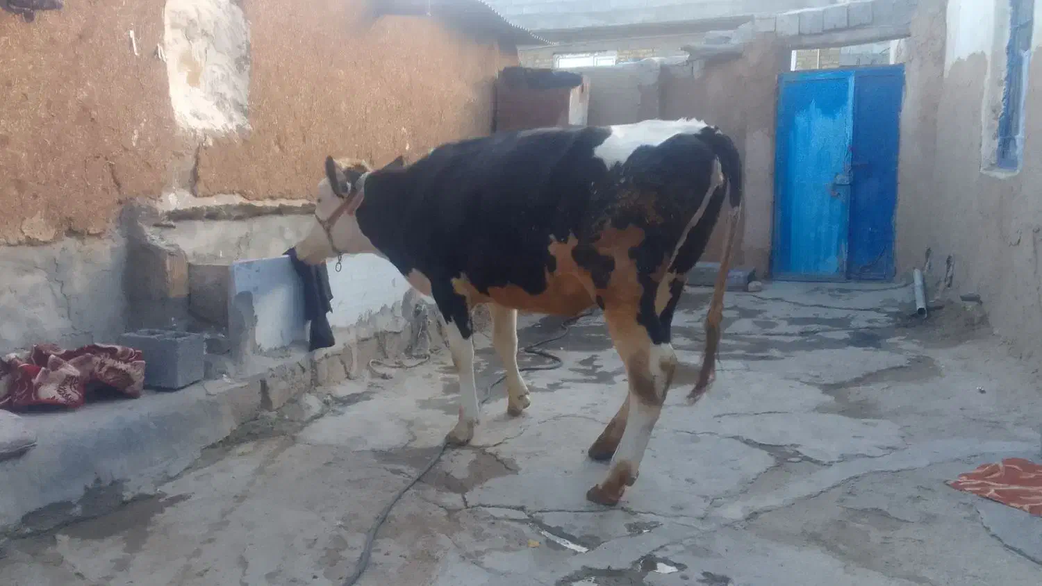 گاو|حیوانات مزرعه|کامیاران, |دیوار