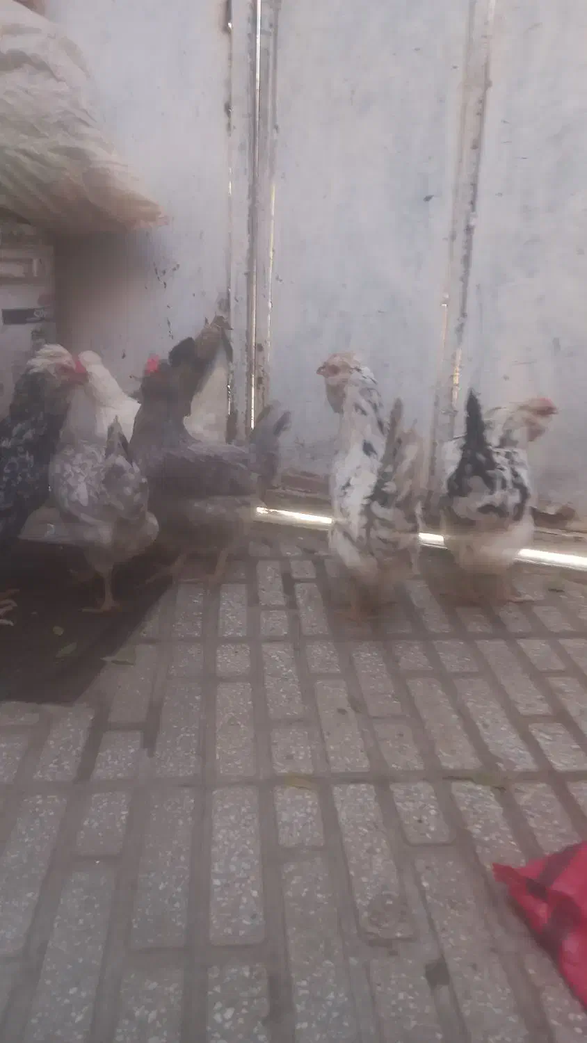 گلین|حیوانات مزرعه|کرمانشاه, |دیوار