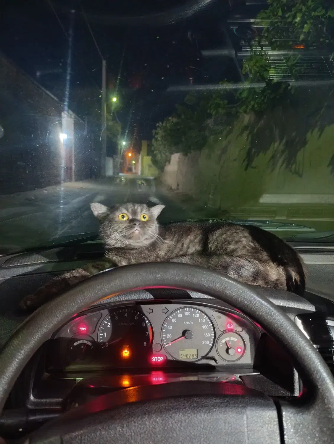 گربه ماده اسکاتیش|گربه|یزد, |دیوار