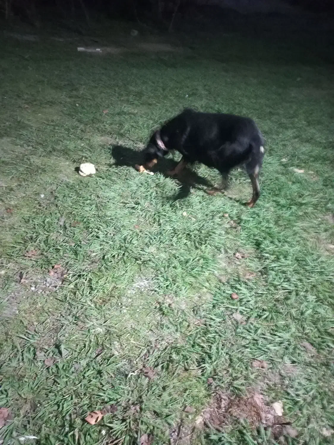 واگذاری‌سگ‌دوبرمن|سگ|سنگر, |دیوار