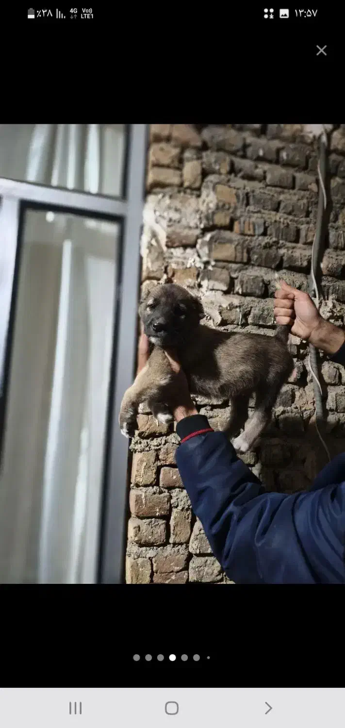 واگذاری|سگ|گرگان, |دیوار