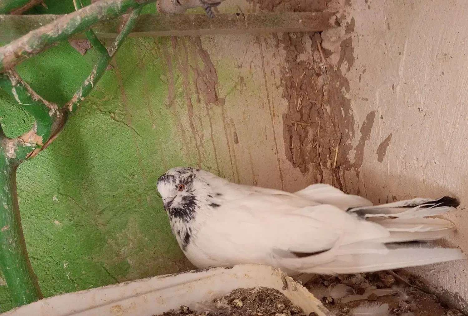 کبوتر|پرنده|ارزوئیه, |دیوار