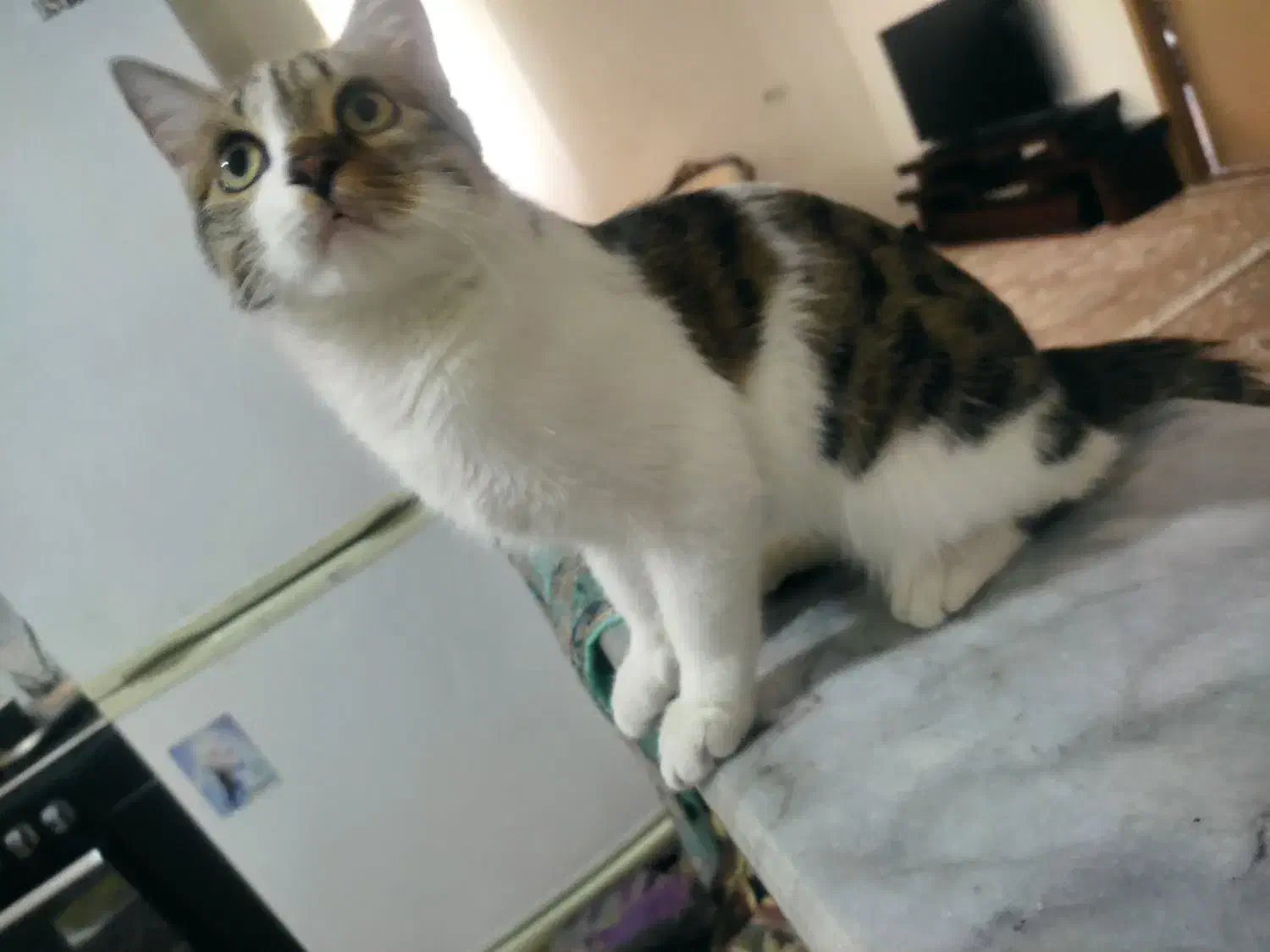 واگذاری گربه|گربه|رباطکریم, رباطکریم|دیوار