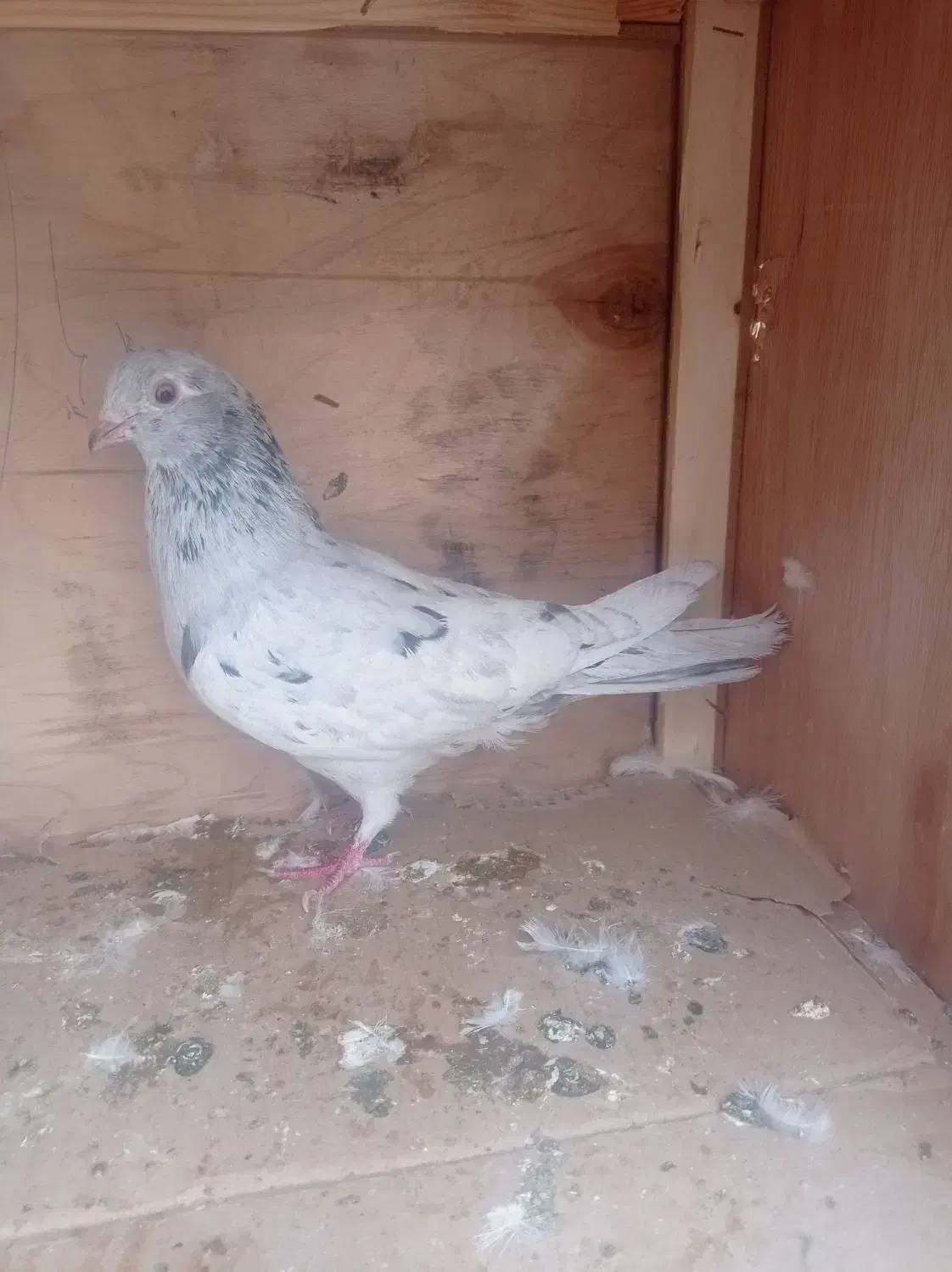 کفتر سرور ماده|پرنده|شاهدشهر, |دیوار