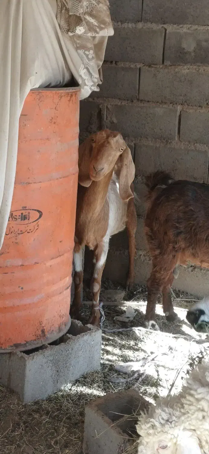 بز دوقلوزا آوست|حیوانات مزرعه|بم, |دیوار