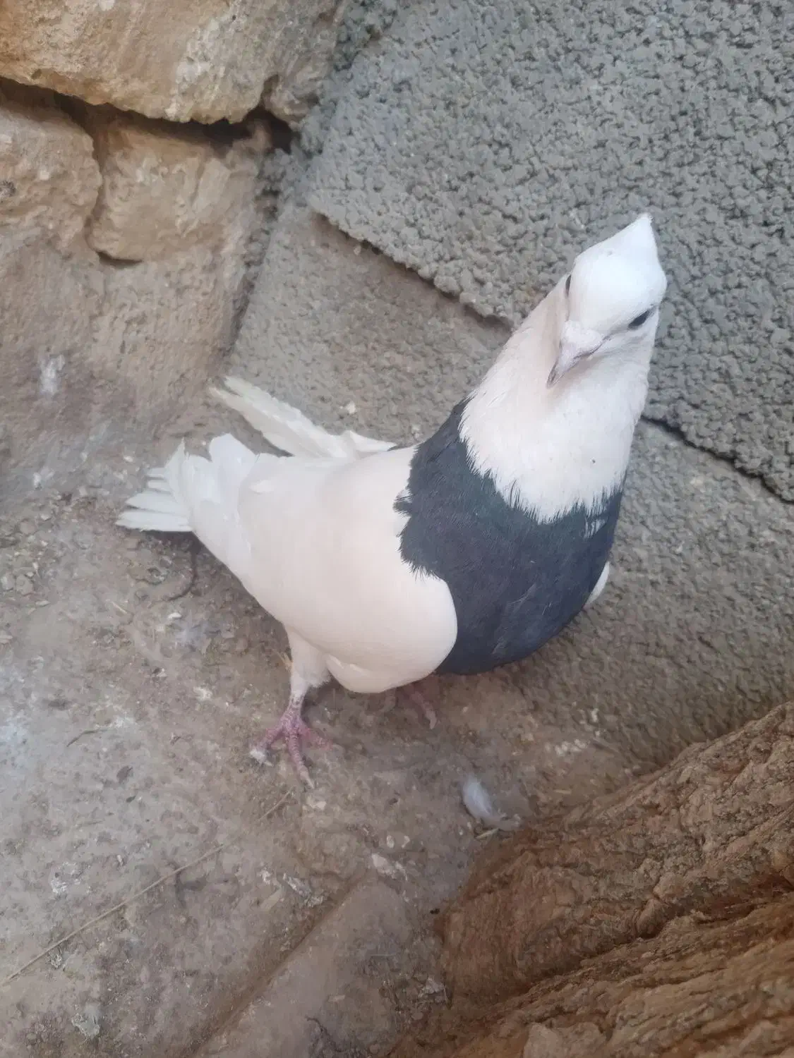 کبوتر طوقی روزگاری|پرنده|فرخشهر, |دیوار