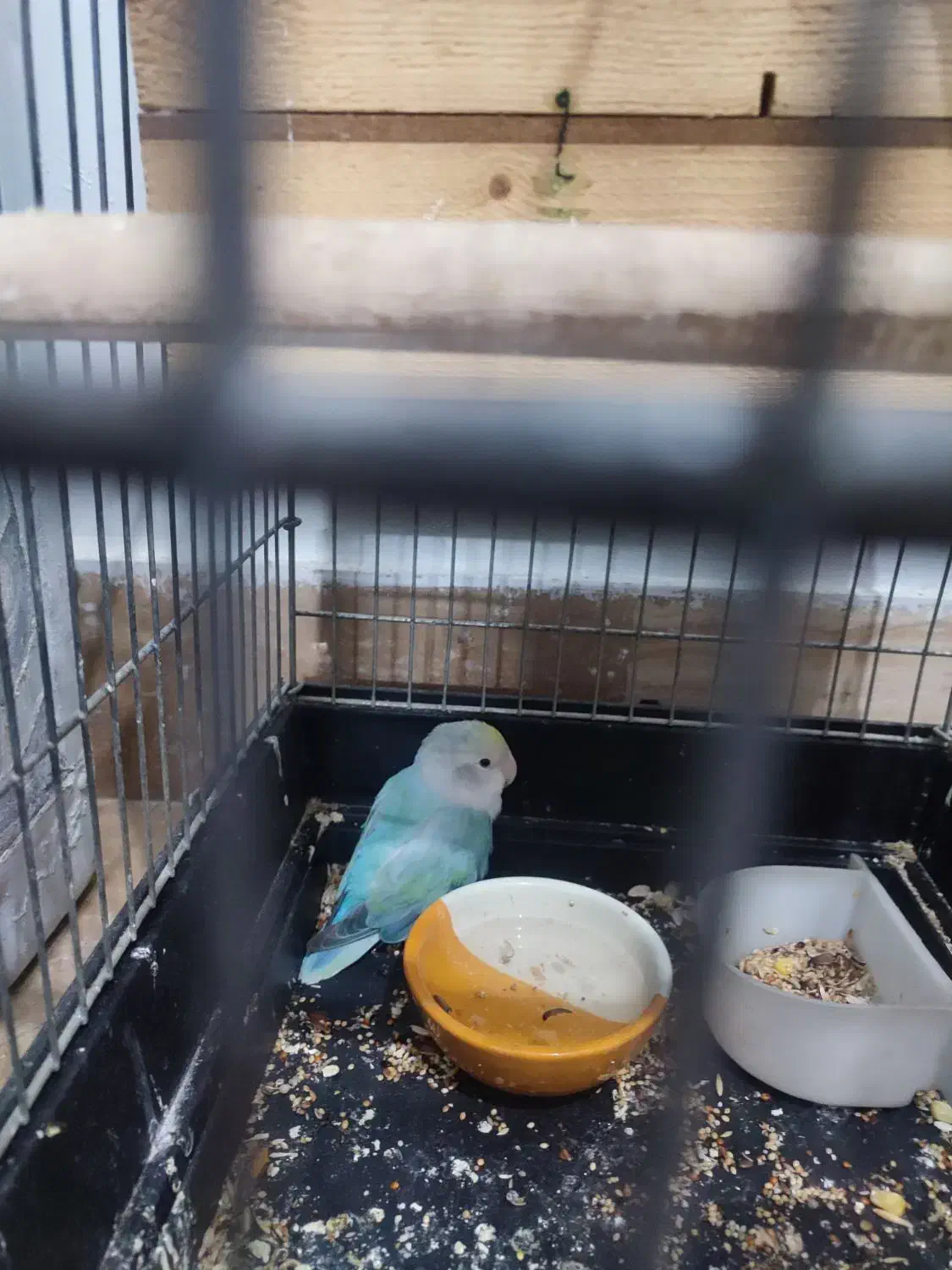 دو تا طوطی برزیلی|پرنده|کهریزک, |دیوار