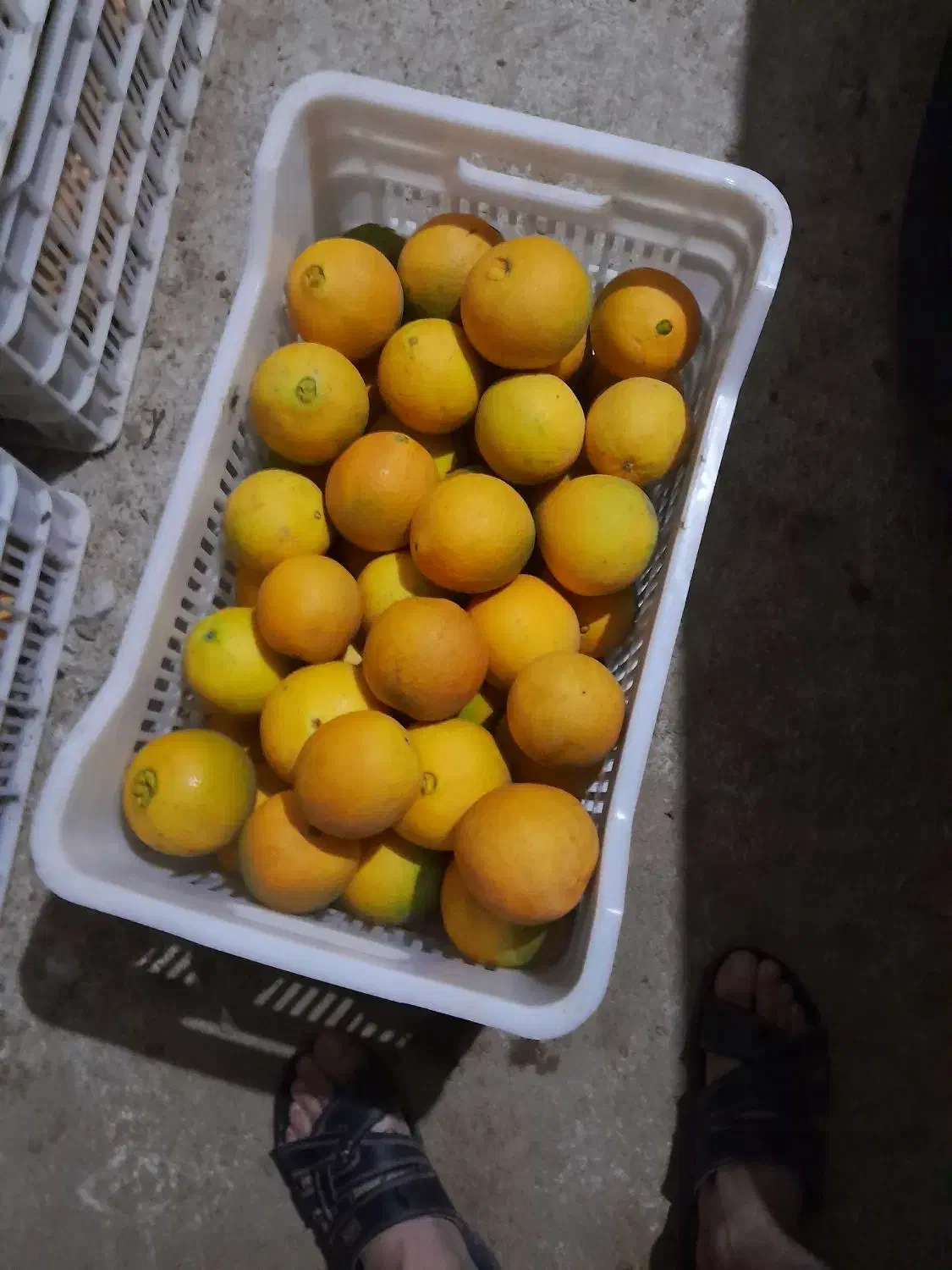 فروش پرتقال تامسون|حراج|مرزیکلا, |دیوار