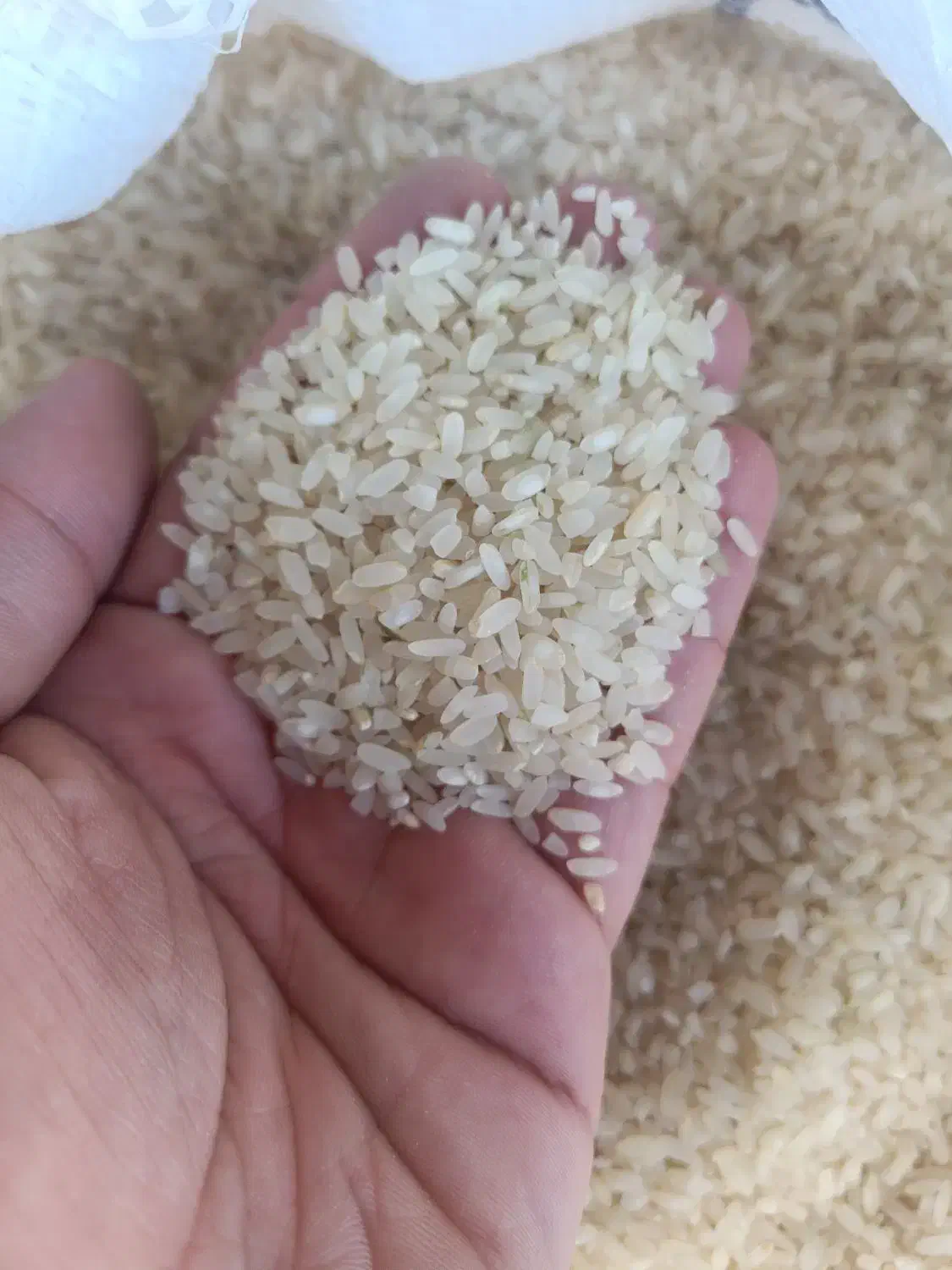 برنج کامفیروزی درجه یک بشرط|خوردنی و آشامیدنی|شیراز, شیخ علی چوپان|دیوار