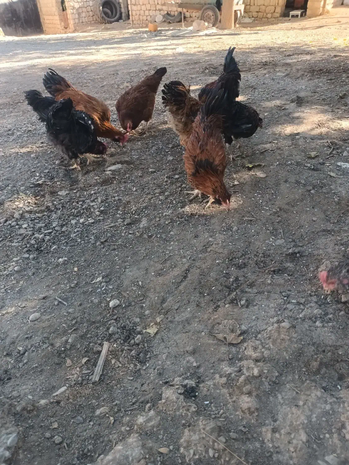 خروس سالم محلی|حیوانات مزرعه|چگنی, |دیوار