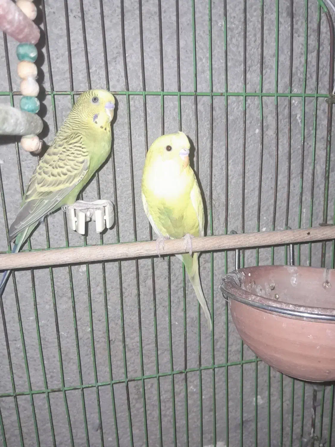 برایه فروش|پرنده|چاروسا, |دیوار