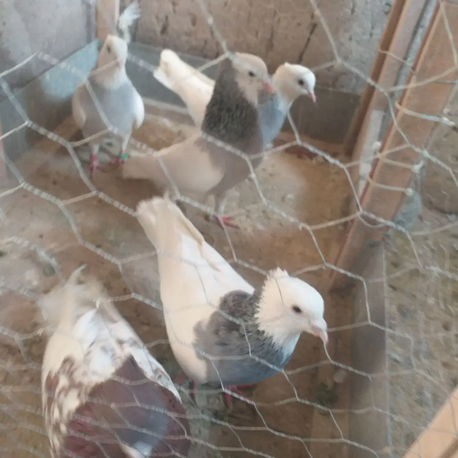 چهار عدد طوقی|پرنده|مشهد, کارمندان دوم|دیوار