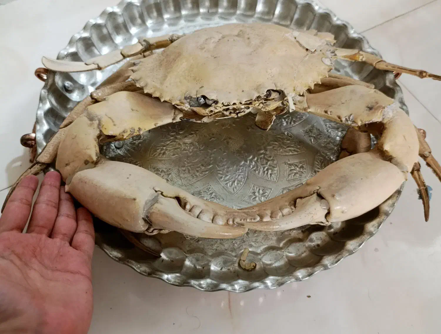 بادکنکی|کلکسیون اشیاء عتیقه|اصفهان, سرچشمه|دیوار