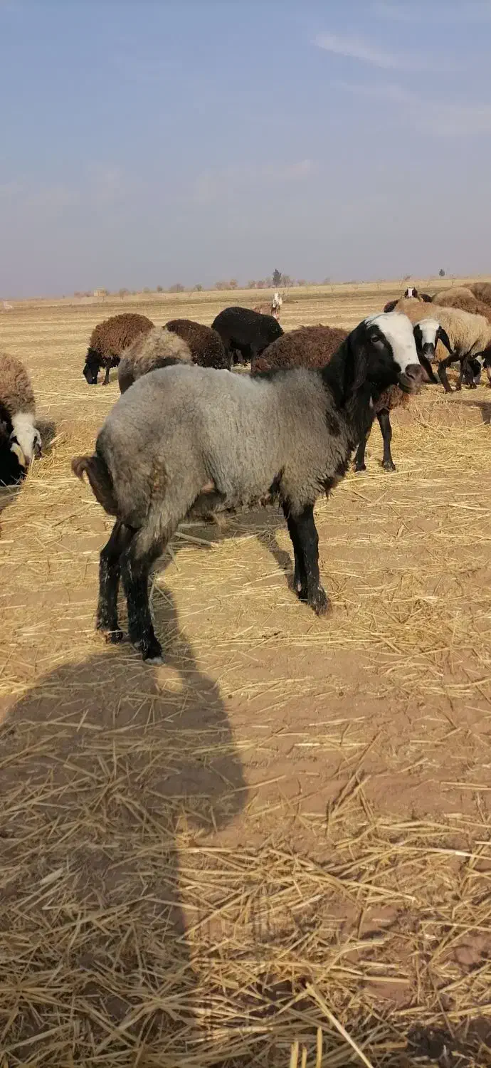 درود دوستان یک اس قوچ بره نژادشال اصیل|حیوانات مزرعه|دشتابی, |دیوار