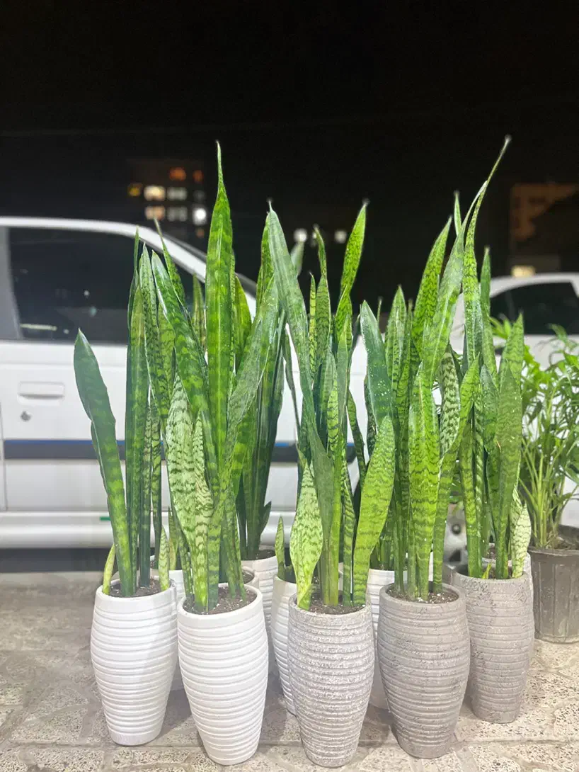 گل سانسوریا گل آپارتمانی|گل و گیاه طبیعی|کرج, گلشهر|دیوار