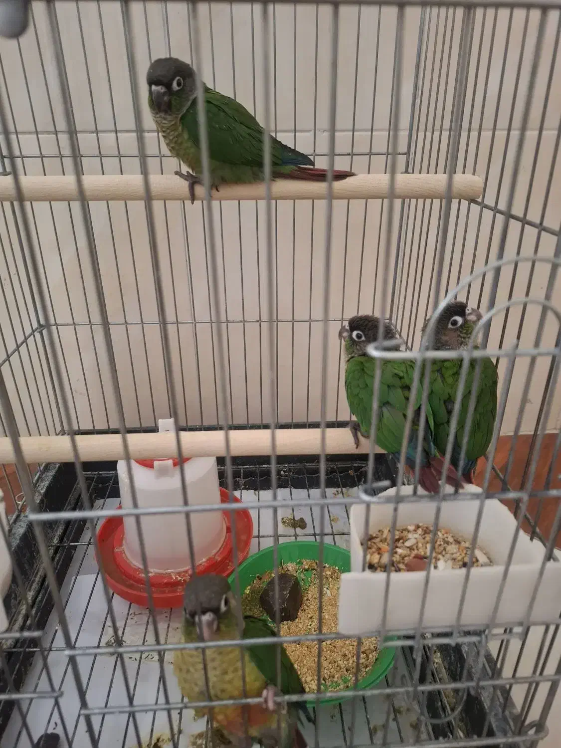 گرینچیک|پرنده|یزد, |دیوار