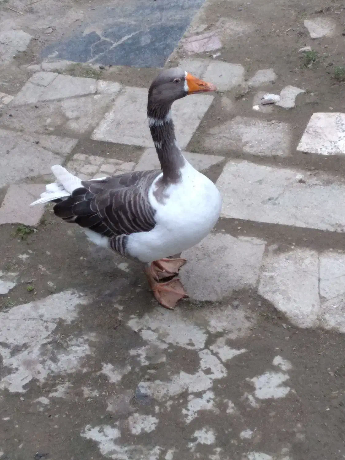 غاز نر بزرگ|حیوانات مزرعه|سیاهکل, |دیوار