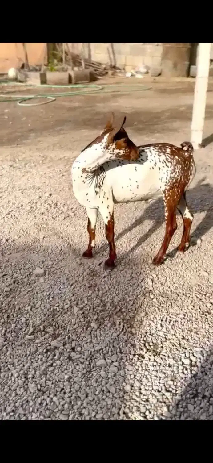 وارداتی اهوی|حیوانات مزرعه|لواسان, |دیوار