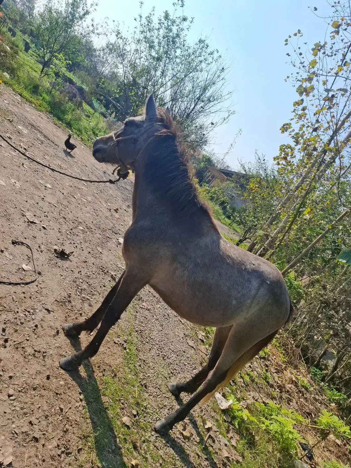 اسب نر بالغ|اسب و تجهیزات اسبسواری|سنگر, |دیوار