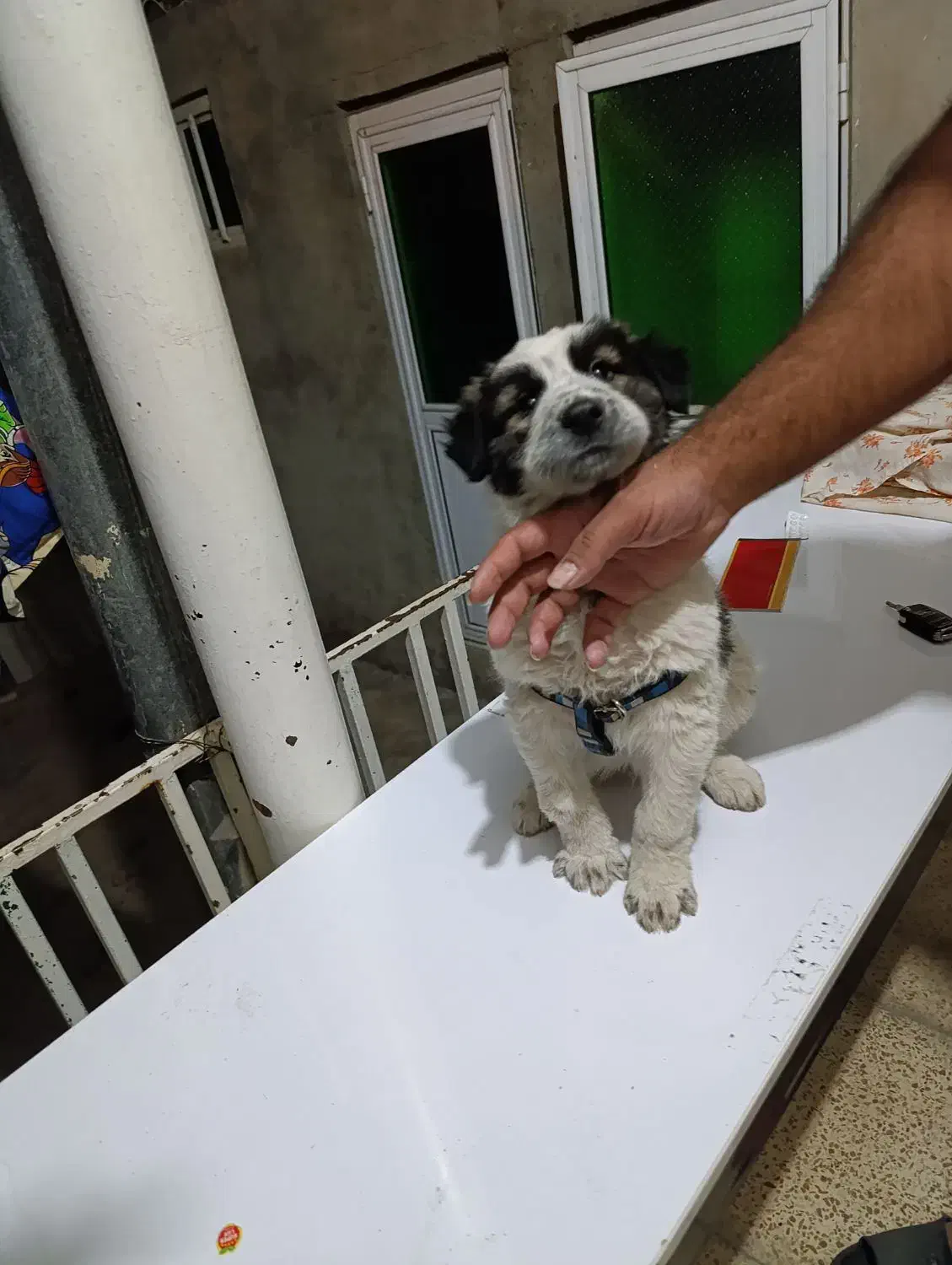 توله سگ شاهسون|سگ|میاندوآب, |دیوار