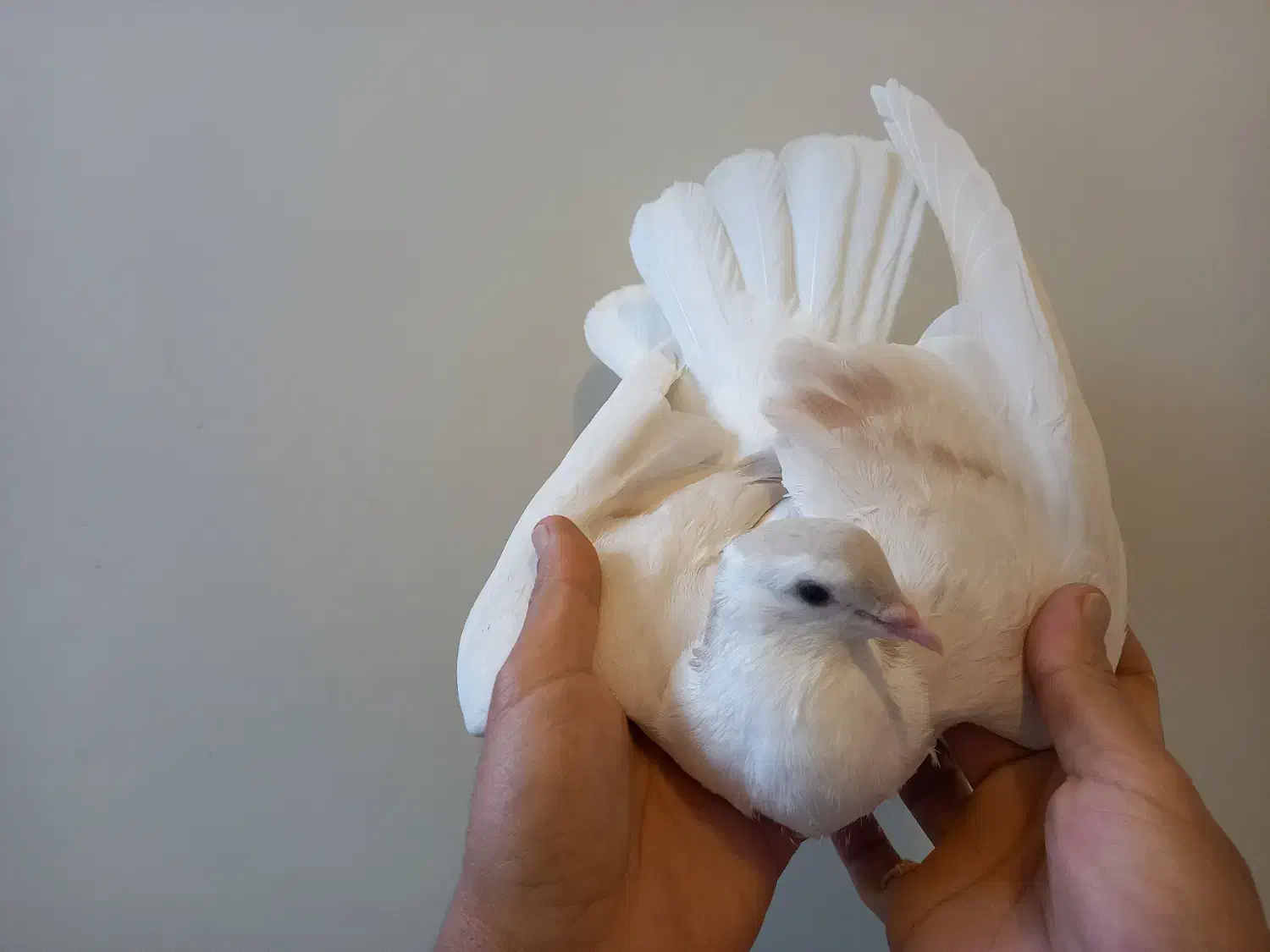 کبوتر ساده . چپ|پرنده|مشهد, آزادشهر|دیوار