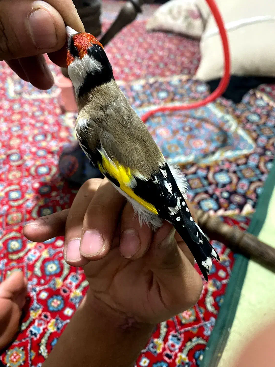 سهره|پرنده|سرپل ذهاب, |دیوار