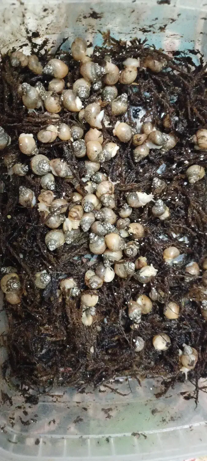 جوجه حلزون|خزنده|پرند, فاز ۶|دیوار