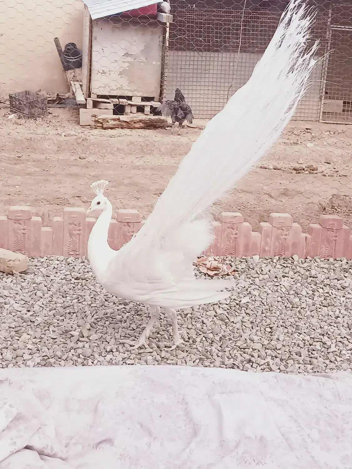 طاووس سفید|پرنده|محمدشهر, محمدشهر|دیوار