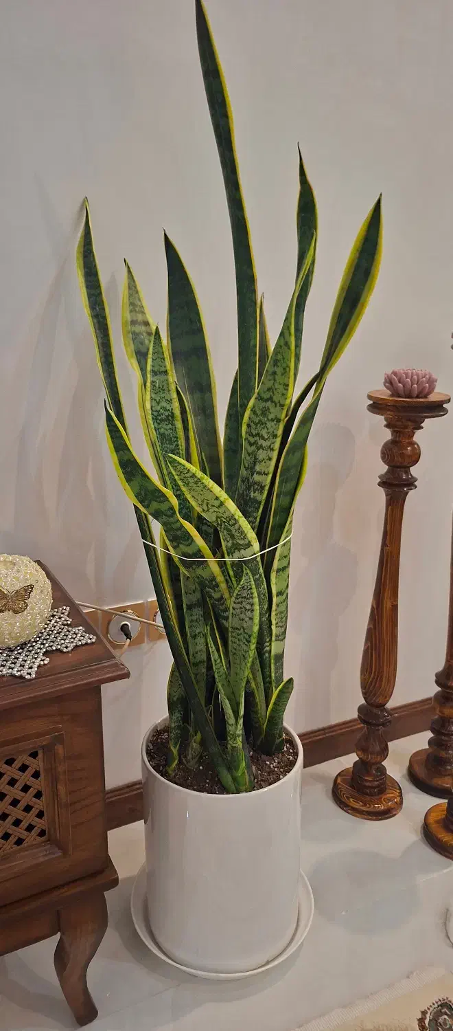 فروش گل سانسوریا ابلق خیلی بزرگ|گل و گیاه طبیعی|شیروان (خراسان), |دیوار