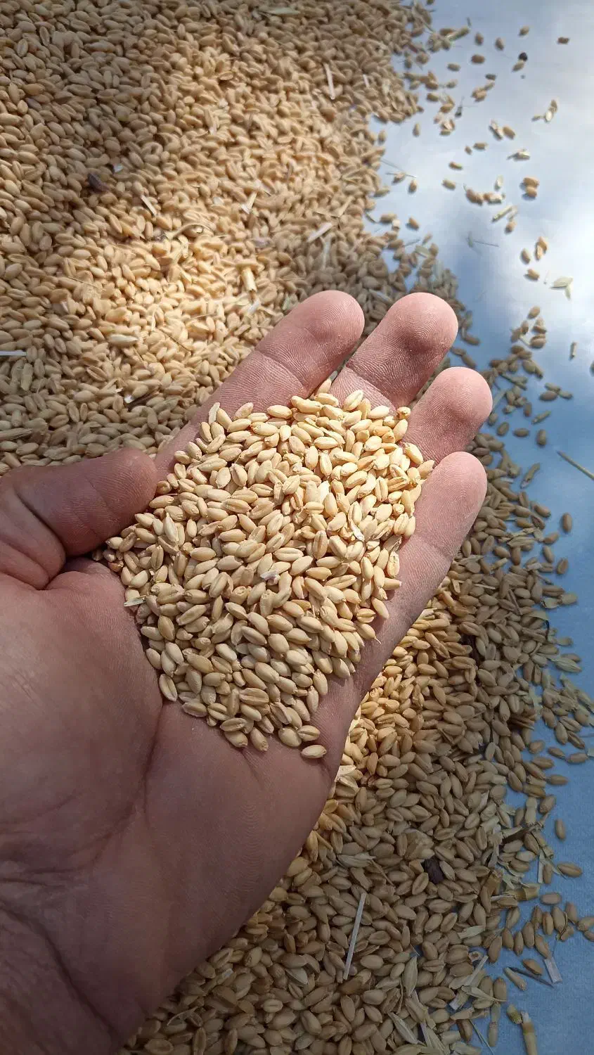 گندم بذری پراو|خدمات باغبانی و درختکاری|جوانرود, |دیوار