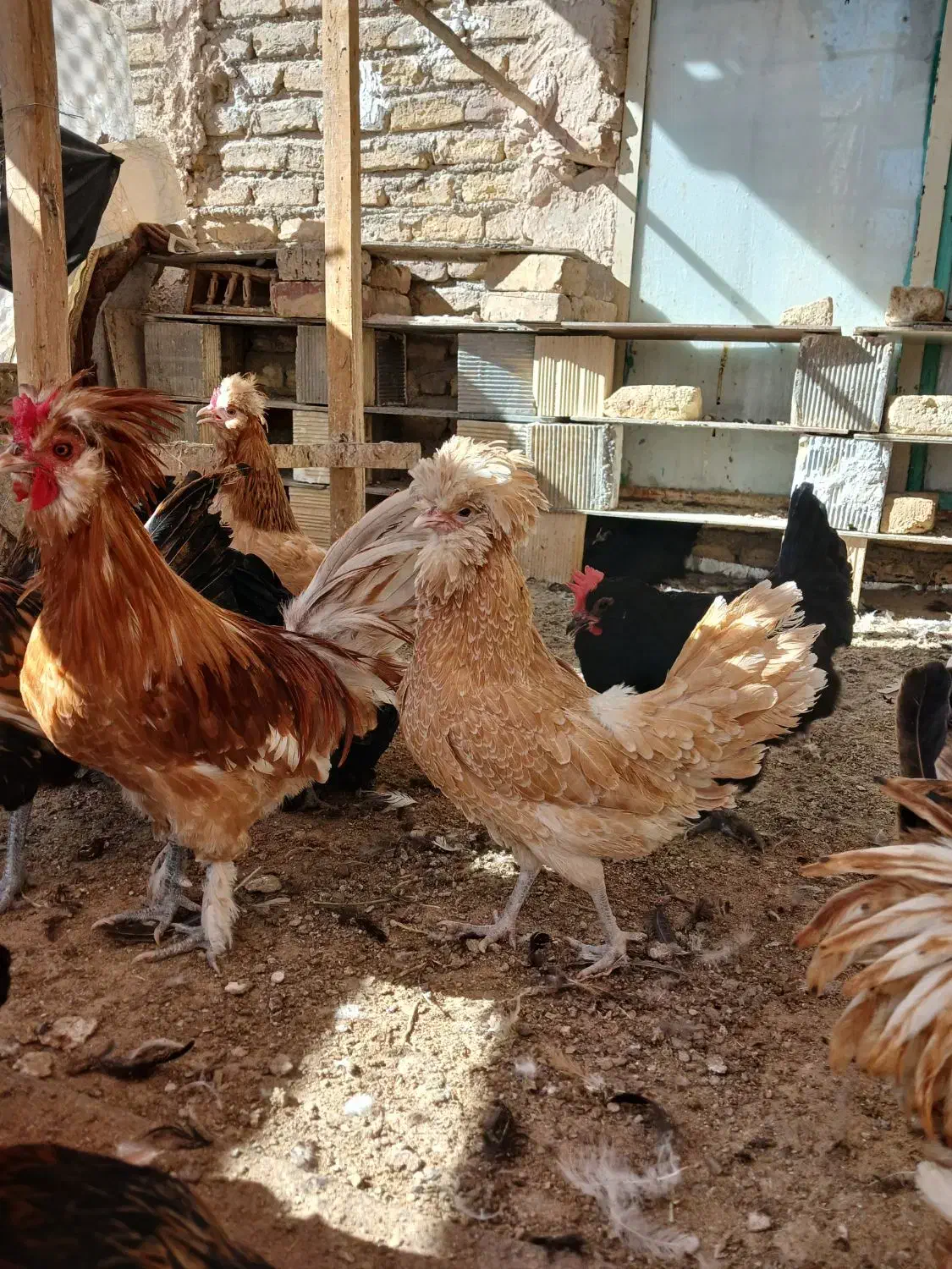 جوجه،مرغ|حیوانات مزرعه|خمینیشهر, |دیوار