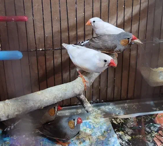 فنچ زبرا|پرنده|ری, اقدسیه|دیوار