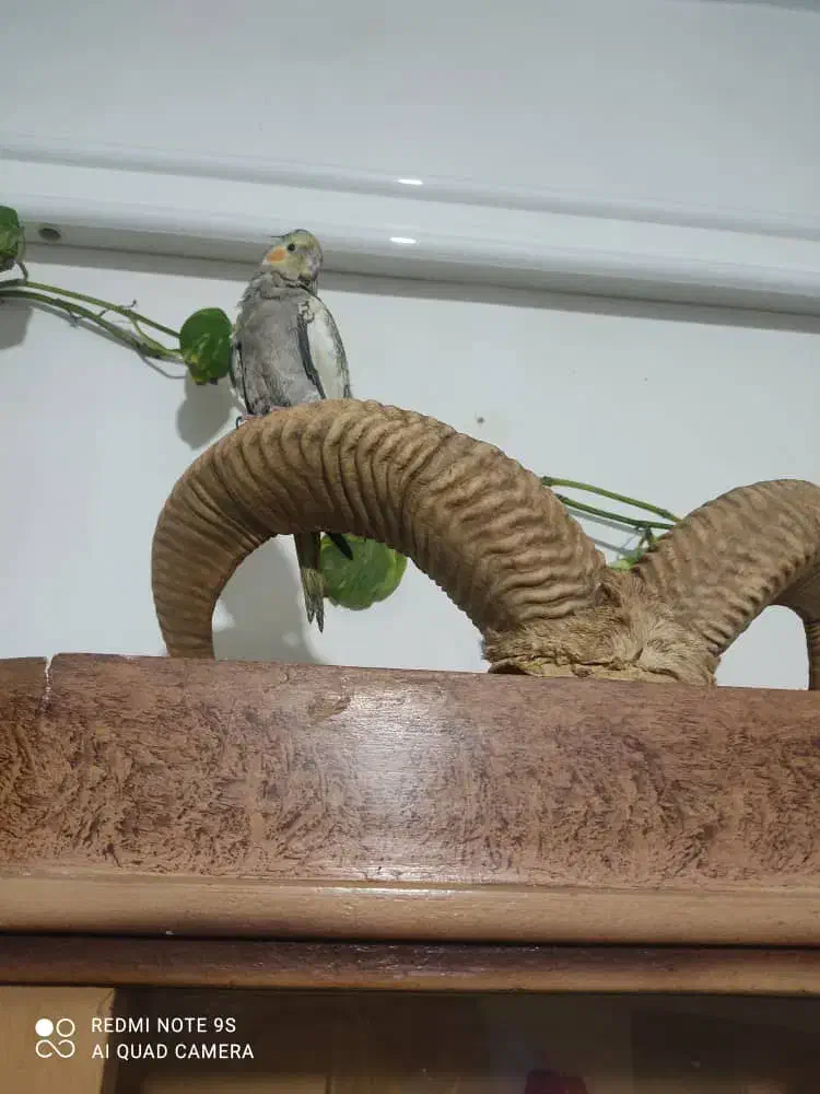 عروس هلندی|حیوانات|تهران, سلیمانی|دیوار