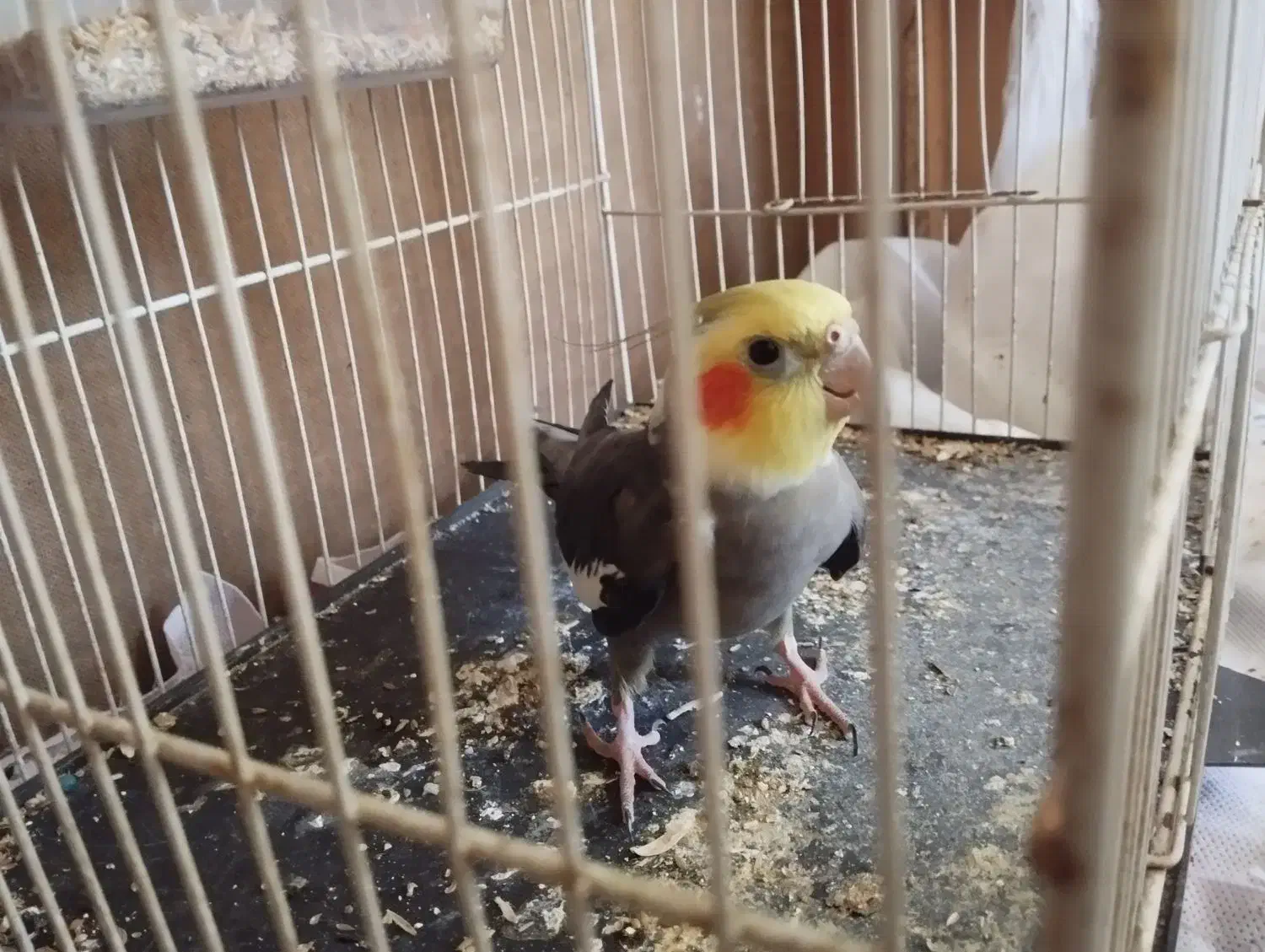 پرنده|پرنده|قلندر آباد, |دیوار