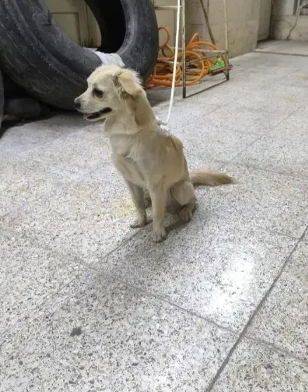 سگ پشمالو|سگ|اهواز, گلدشت|دیوار