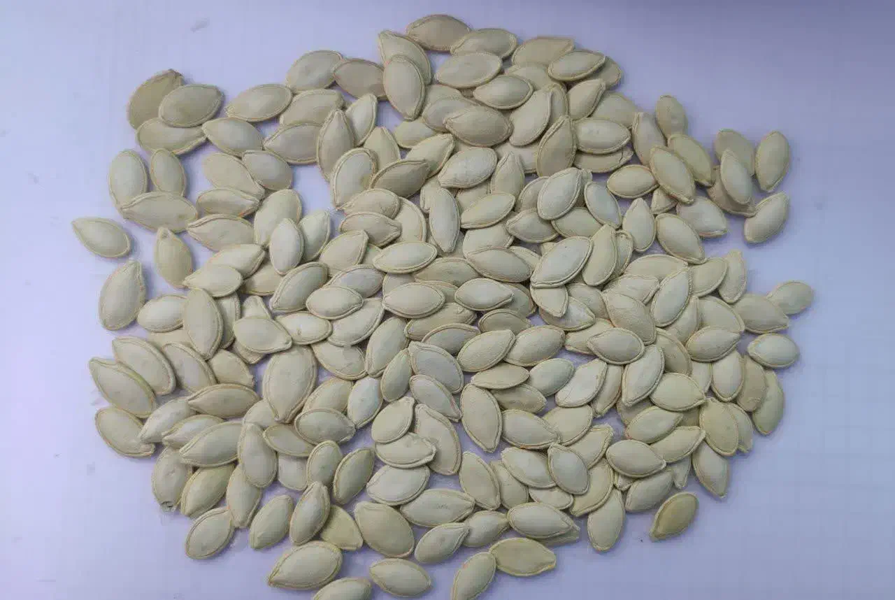 تخمه کدو|عمده‌فروشی|سمیرم, |دیوار