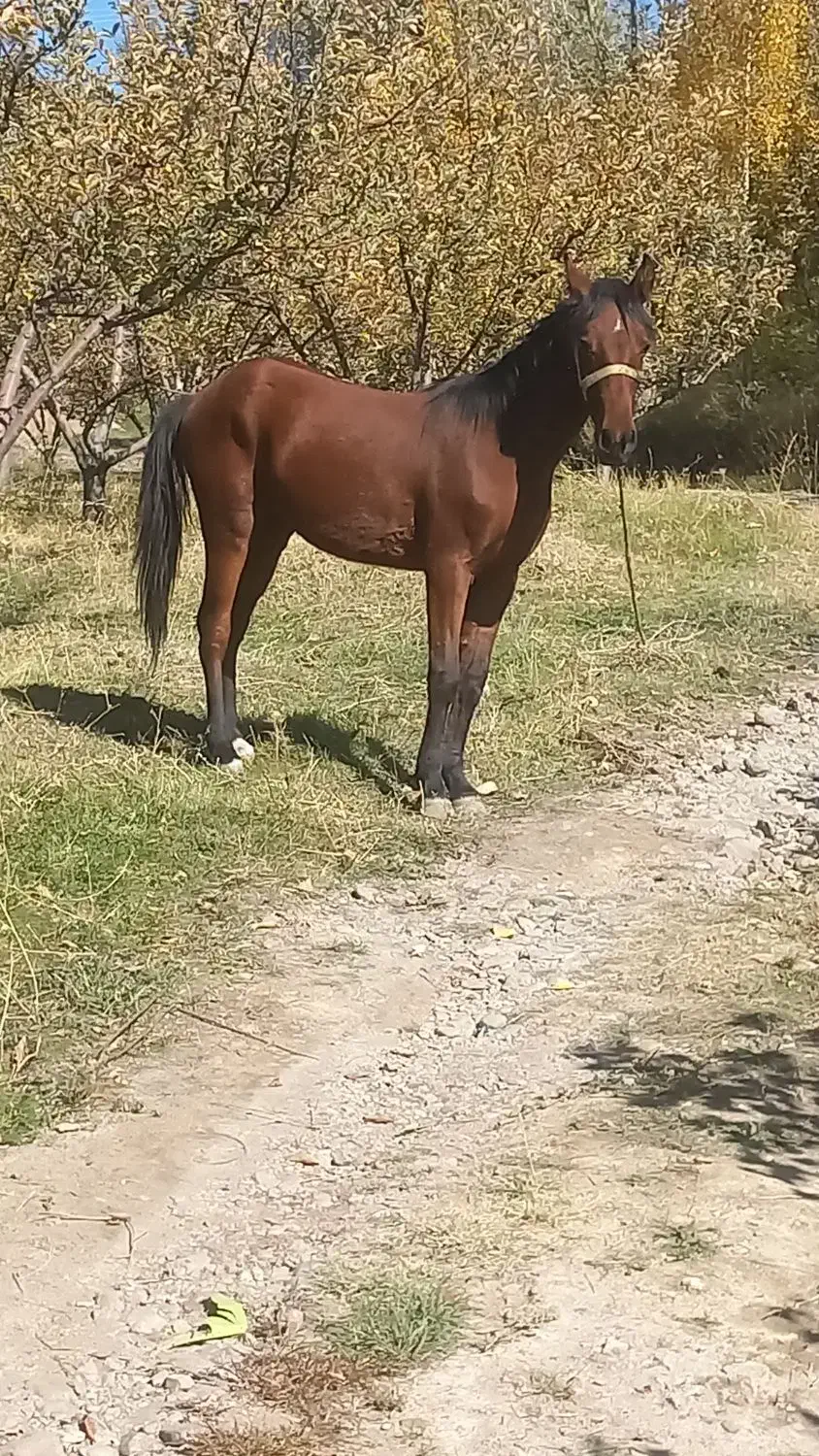 کره اسب نریان|اسب و تجهیزات اسب‌سواری|سراب, |دیوار