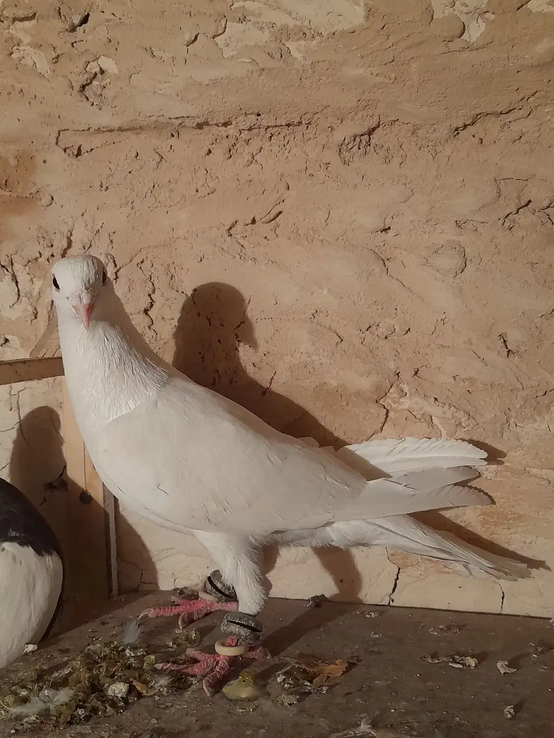 کفتر سفید آلمانی|پرنده|گلبهار, شهر جدید گلبهار|دیوار