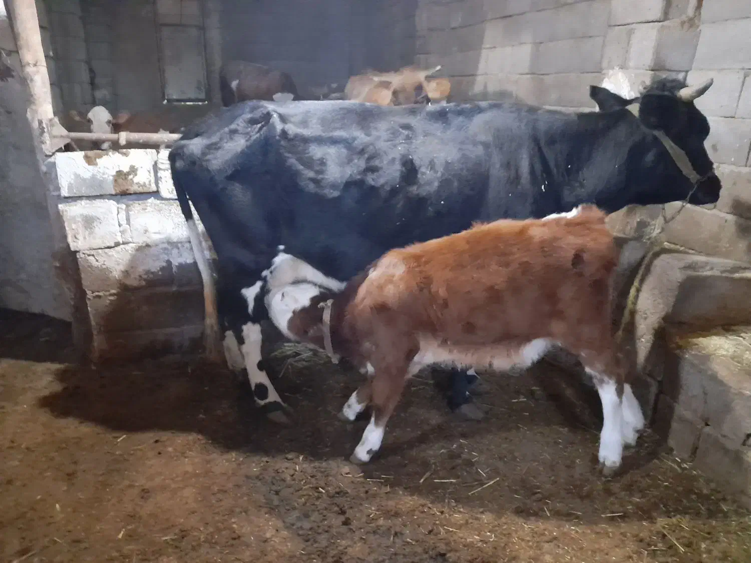 دوعددگاو وگوساله|حیوانات مزرعه|دهگلان, |دیوار