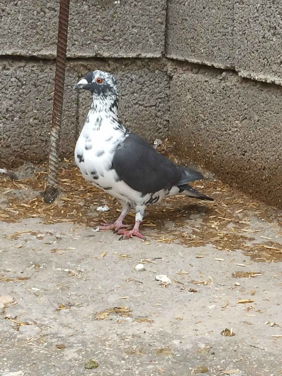 بزک. سینه سفید. گوره. کشکی. پلاکی|پرنده|فراشبند, |دیوار