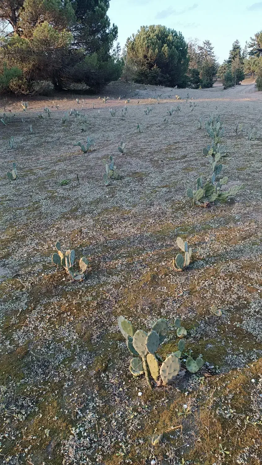 میوه ،برگ و نهال  اپونتیا کاکتوس|عمده‌فروشی|کیاشهر, |دیوار