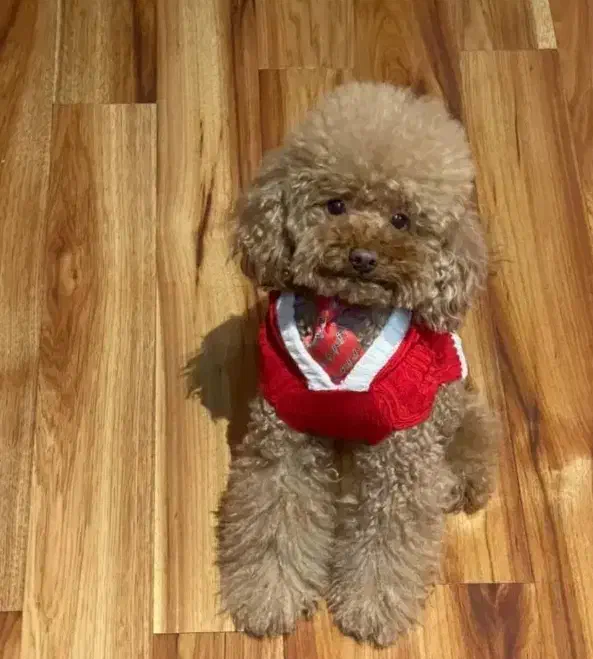 پودل|سگ|ساوه, |دیوار