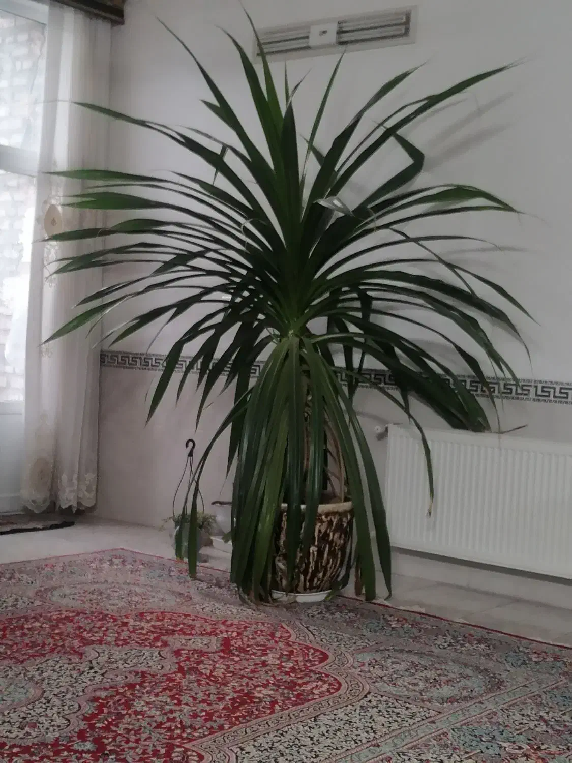 گل سوسن|گل و گیاه طبیعی|یزد, |دیوار