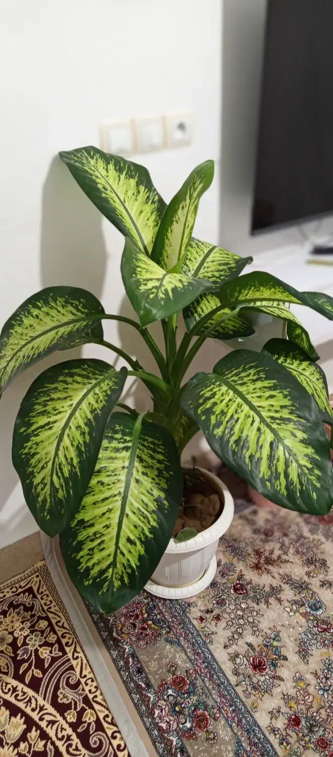 فروش گل دیفن باخیا|گل و گیاه طبیعی|نقده, |دیوار