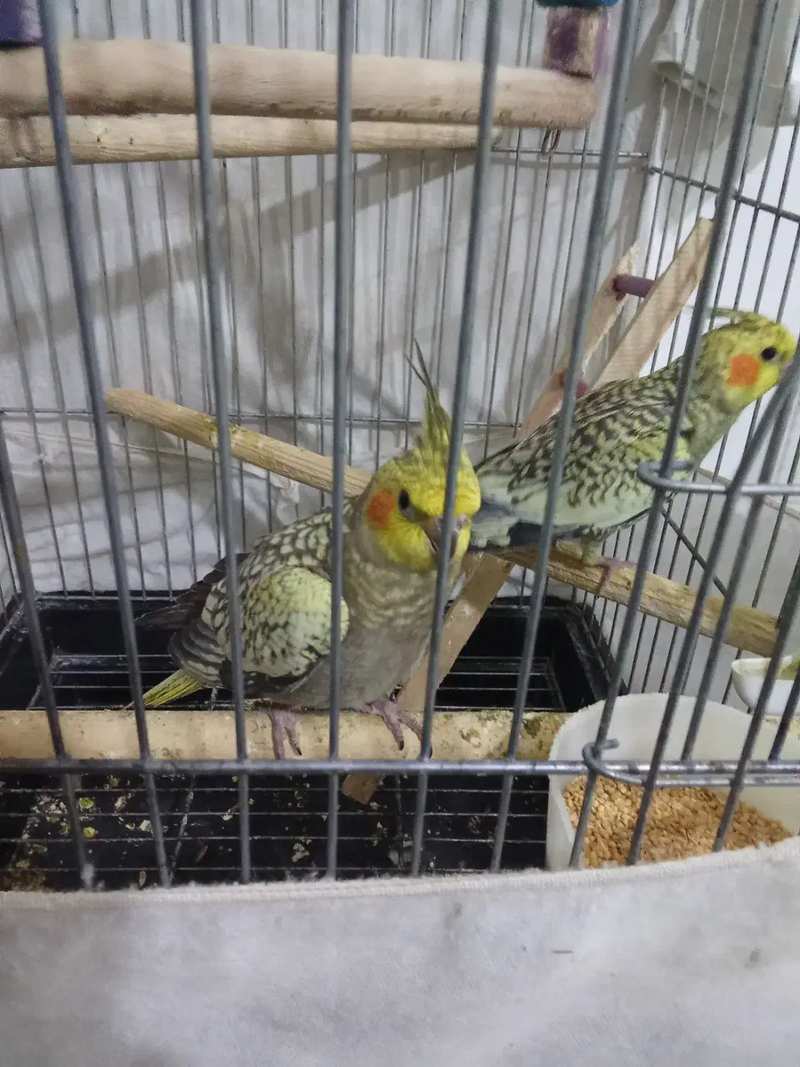 عروس هلندی نر|پرنده|محمدشهر, ولدآباد|دیوار