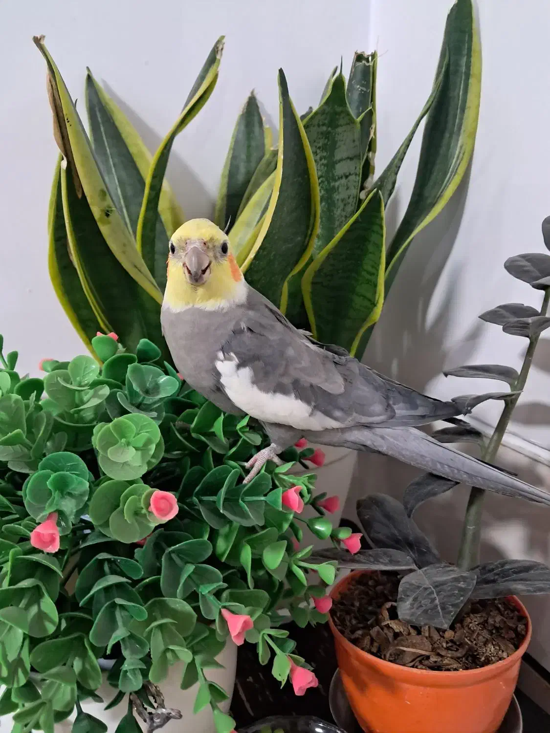 گمشده عروس هلندی|حیوانات|خمین, |دیوار